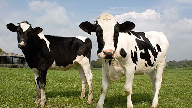 韩国增加对澳大利亚牛肉产业的投资