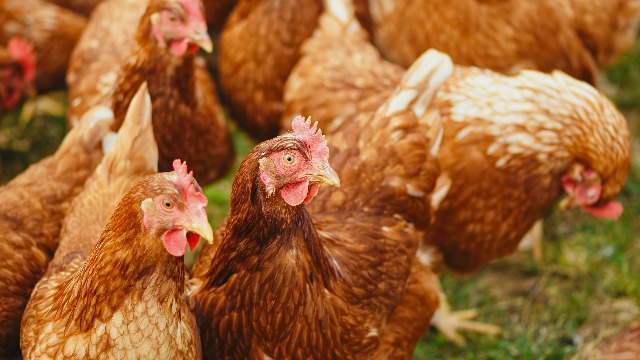 2021年巴西鸡肉出口创历史新高！