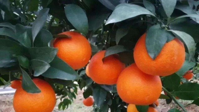 老挝柑橘获准输华