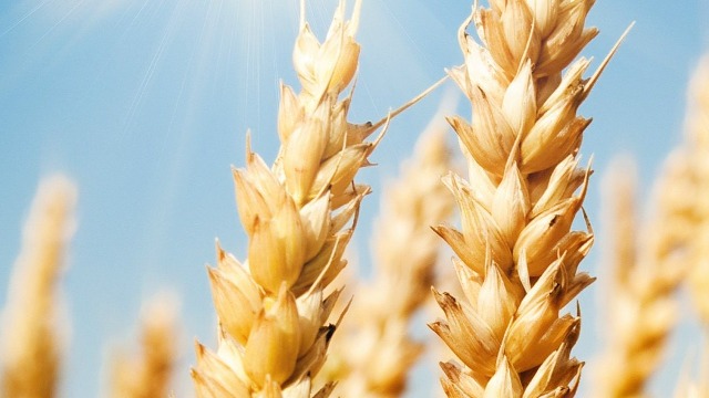 允许俄罗斯全境小麦进口!