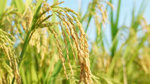 世界小麦价格飙升 短期内增幅达40%