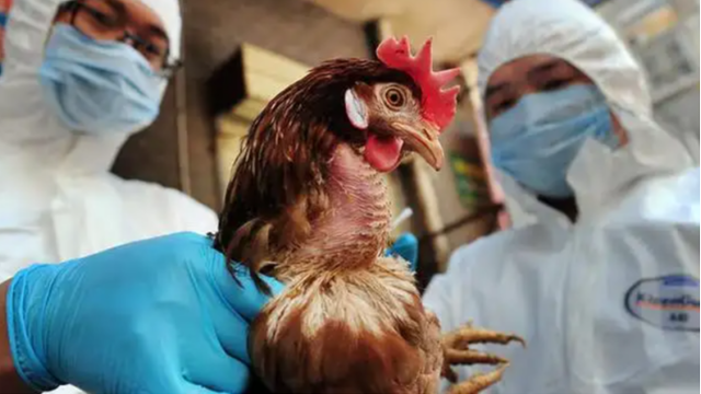预防禽流感入境 巴拿马发布禽类进口限制措施