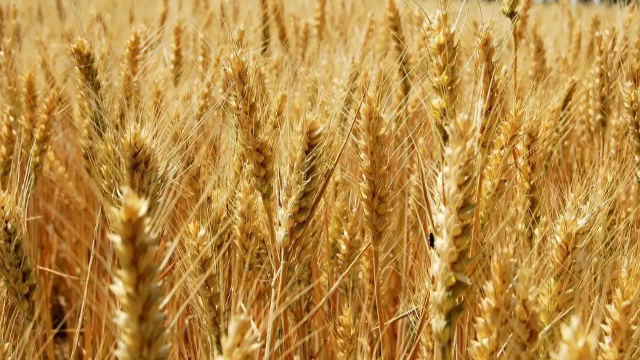 欧洲小麦市场：法国小麦价格尾随国际麦价走低