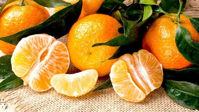 南非柑橘出口季即将开启，最新产量预测出炉