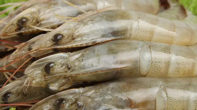 越南虾类出口活动保持良好发展势头