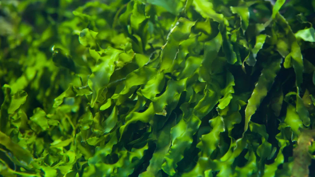 美国缅因州加强海藻养殖业发展