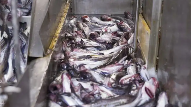 日媒：日俄签署北海道周边鲑鱼和鳟鱼渔获量协议