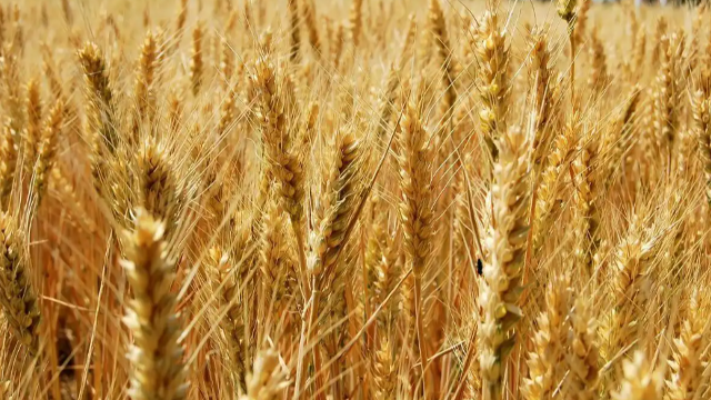 印度禁止小麦出口 加剧全球粮食供应紧张