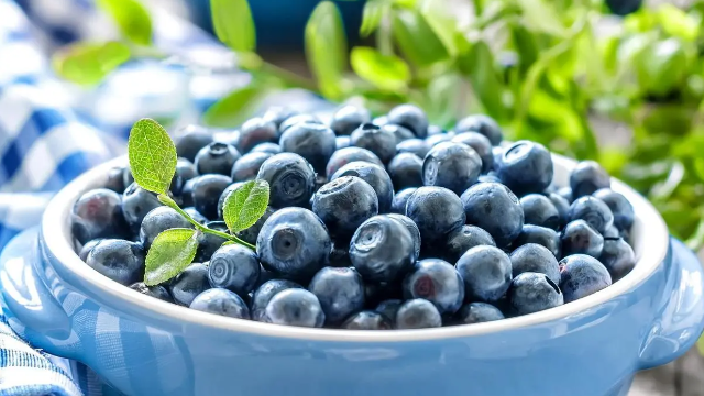 2021/22智利蓝莓季收官，总出口量超过10万吨