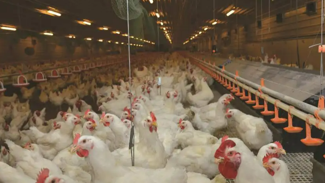 马来西亚再宣布废除小麦和肉鸡进口准证