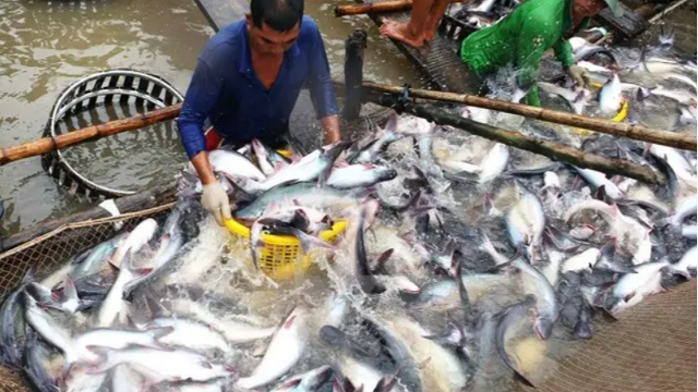 越南巴沙鱼出口额翻倍，原料价格高位已维持6周