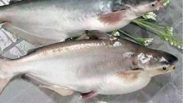 柬埔寨巴沙鱼已完成输华程序
