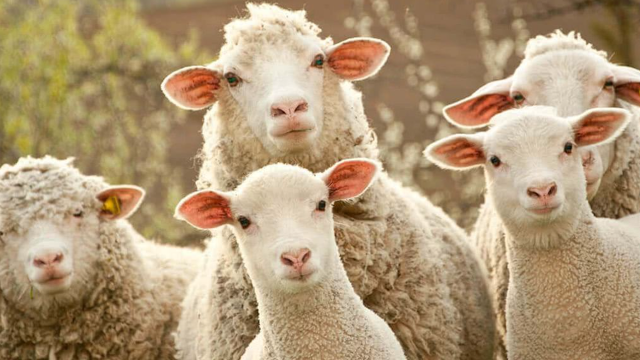 中国解除自南非进口羊毛禁令