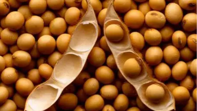 俄阿穆尔州计划刷新大豆产量 中国是主要市场