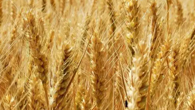 哈萨克斯坦拟向巴基斯坦和伊朗出口小麦