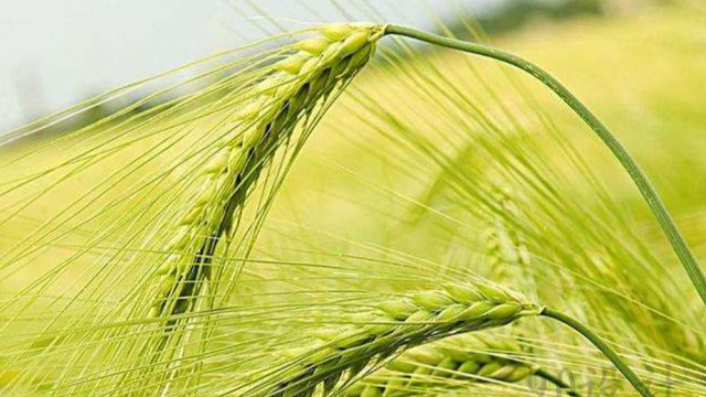 俄罗斯农业部调低未来一周的小麦、大麦和玉米出口关税