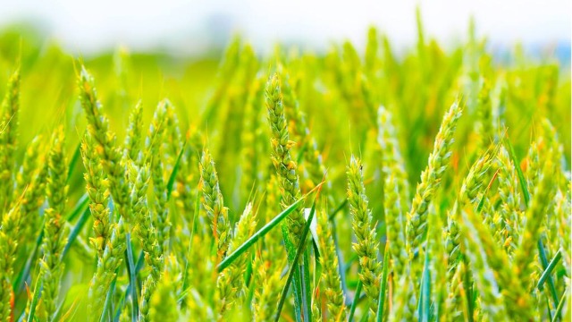 法国农业部削减2022年玉米和软小麦产量预期值