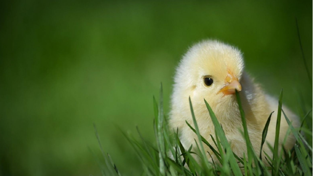 年初以来日本已因禽流感捕杀400多万只鸡