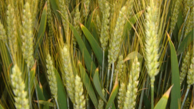 预计2022年南非小麦收成同比减少1.6%