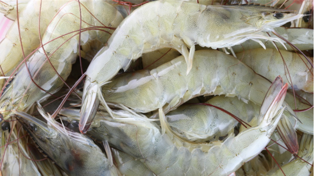 孟加拉国即将启动南美白虾商品化养殖出口