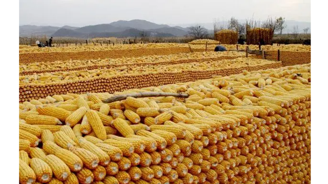 打开中国市场 巴西1月玉米出口预期增至502万吨