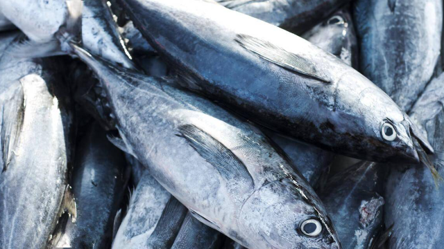 2022年越南金枪鱼出口额首次达10亿美元