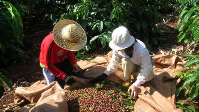 越南咖啡出口额首破40亿美元大关