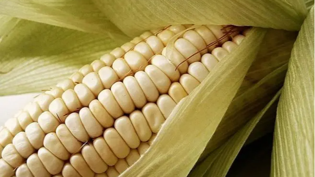俄阿穆尔州第一批玉米将发往韩国