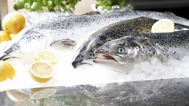 世界自然基金会俄罗斯分会：阿穆尔河的鲑鱼数量持续下降