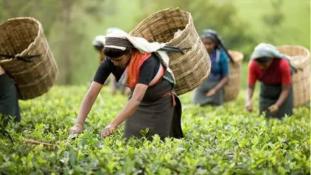 尼泊尔正制定茶叶推广和出口的战略
