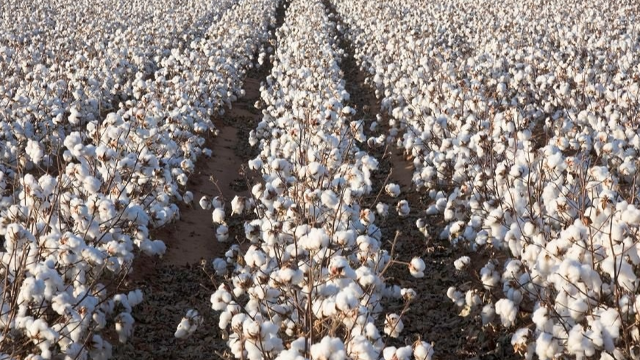 2023年土库曼斯坦计划产棉125万吨