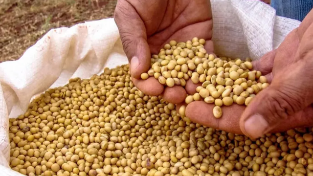9个多月，缅甸对外出口138万吨豆类