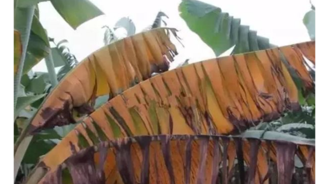 枯萎病肆虐！菲律宾达沃大量种植园弃种香蕉