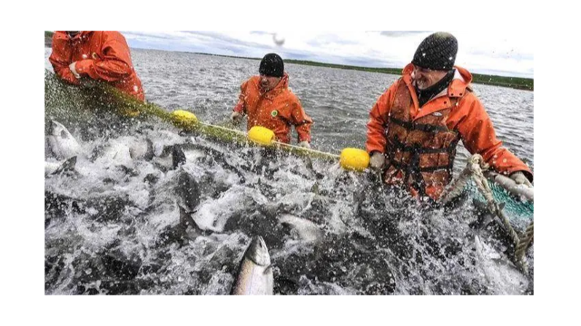 俄渔业署：取消新冠防疫限制后俄中恢复渔业领域的直接谈判