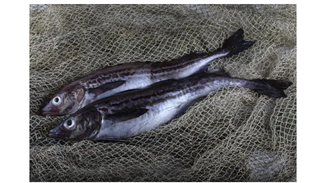 2022年美国野生阿拉斯加鳕鱼供应量增长30%