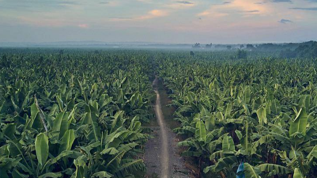 厄尔尼诺现象可能影响菲律宾今年农业生产