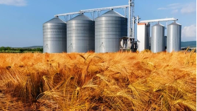 欧洲小麦市场：波兰等五国要求限制进口乌克兰谷物