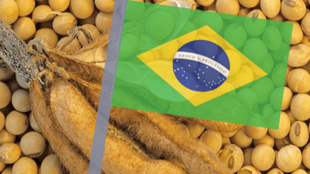 全球油籽市场：阿根廷大豆产量下调，美国买入巴西大豆