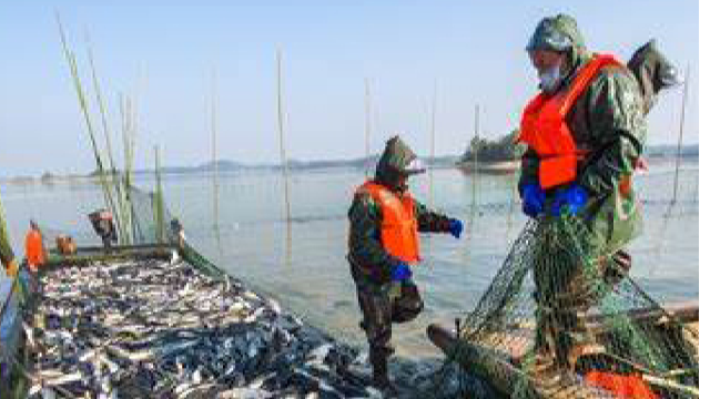 完全开发、过度开发渔场均减少 智利去年渔业状况改善