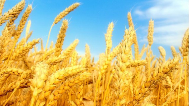 5月份俄罗斯小麦出口可能达到创纪录的410万吨