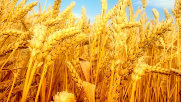 欧洲小麦市场：产量前景利空，法国小麦价格下跌