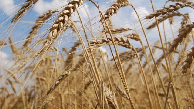 乌克兰农业部：2023年春小麦面积有望达到创纪录水平
