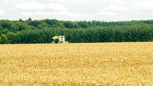 去年7月至今俄罗斯对埃及出口小麦超800万吨