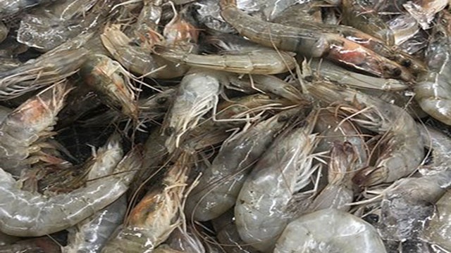 厄瓜多尔已经成为中国最大的虾供应国，近期因全球市场价格下滑收益受损