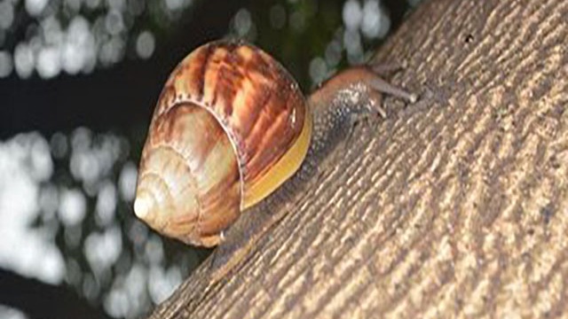 非洲大蜗牛“来袭” 智利农牧局拉响警报