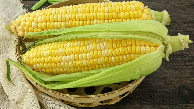 泰国玉米价格升至每公斤20铢