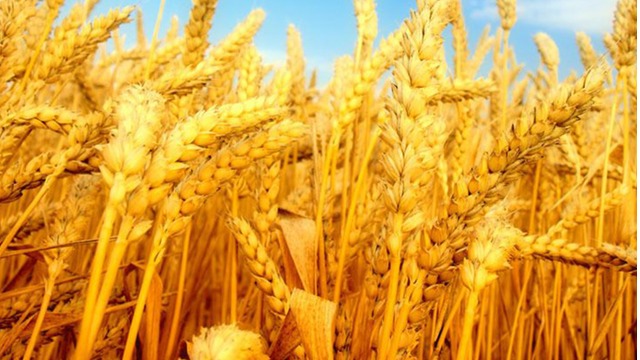 6月份英国小麦出口量接近10万吨，环比降低37%