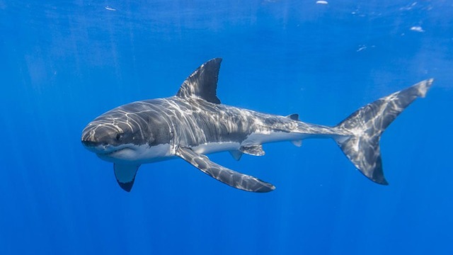 巴西亚马孙最大市场发现濒危鲨鱼出售 鱼翅被销往海外