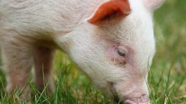 波黑公布8月底非洲猪瘟感染数据