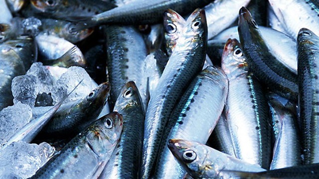 俄联邦渔业署：今年前8个月俄中两国水产贸易额增长75%
